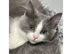 Adopt Blanco a Domestic Medium Hair