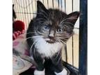Adopt Griselda a Domestic Medium Hair