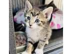 Adopt Bugsy a Domestic Short Hair