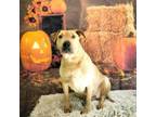 Adopt Pandora a Shar-Pei