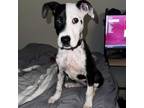 Adopt Skye a Boxer