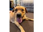 Adopt Baylor a Mixed Breed
