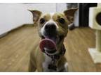Adopt Devo a Whippet, Mixed Breed