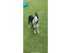 Adopt Indie (fka Sweetie) a Australian Shepherd, Australian Cattle Dog / Blue