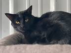 Adopt Lucy a Domestic Shorthair / Mixed (short coat) cat in Hartford City
