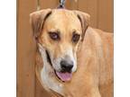 Adopt Maple a Rhodesian Ridgeback, Coonhound