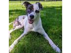 Adopt Iris - Home-to-Home a Australian Shepherd, Pit Bull Terrier