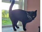 Adopt River a Domestic Short Hair