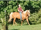 Beautiful Palomino Quarter Horse Mare