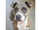 Adopt Ava Lou~ HOMELESS FOR 8 WEEKS :-( a Pit Bull Terrier, Mixed Breed
