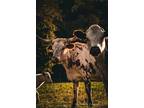 Cow calf pairs, Longhorn herd