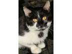 Adopt Bundy a Black & White or Tuxedo Domestic Mediumhair (medium coat) cat in