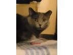 Adopt Shadow a Domestic Shorthair / Mixed (short coat) cat in Cedar Rapids