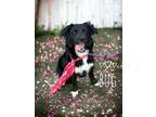Adopt Bug a Collie, Mixed Breed