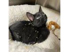 Adopt Alex a Domestic Short Hair