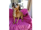Adopt Rousey a Australian Shepherd / Catahoula Leopard Dog / Mixed dog in