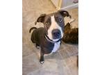 Adopt Scarlett (Country Siblings) a Gray/Silver/Salt & Pepper - with White Hound