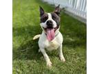 Adopt Moon Pie--In Foster a Pit Bull Terrier
