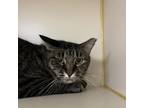 Adopt Yuki a Domestic Short Hair