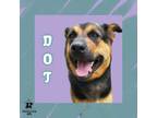 Adopt Dot a Mixed Breed