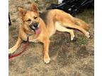 Adopt Gemma a German Shepherd Dog