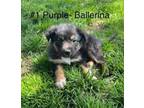Adopt Ballerina a Shepherd, Collie