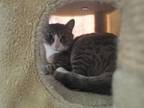 Adopt Happy Birthday a Domestic Short Hair