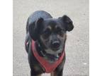 Adopt Midnight a Beagle, Terrier