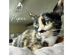 Adopt Piper a Domestic Short Hair