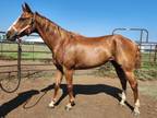 Adopt Tara `Prescriptions Lace` a Quarterhorse