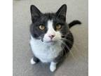 Adopt Miss Kitty a Domestic Short Hair