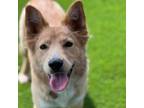 Adopt Barberry - Adopted! a Golden Retriever, Spaniel