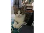 Adopt Dutchess (Aristocats Kittens Mom) a Domestic Short Hair