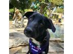 Adopt Athena JuM* a German Shepherd Dog, Great Pyrenees