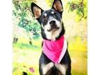 Adopt Luna ZB* a Husky, Shepherd