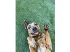 Adopt Zazu a Shepherd, Catahoula Leopard Dog