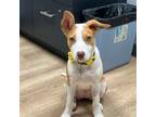 Adopt Lilo a Australian Shepherd, Mixed Breed