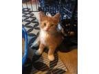 Adopt Little Chunky a American Shorthair