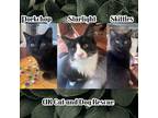 Adopt Skittles a Domestic Long Hair