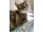 Adopt Petunia a Domestic Short Hair