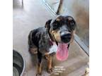 Adopt Pretty Lady a Shepherd, Catahoula Leopard Dog