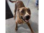 Adopt Owl a Pit Bull Terrier