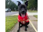 Adopt Diamond a Pit Bull Terrier, Labrador Retriever