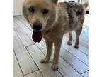 Adopt Freya a Husky