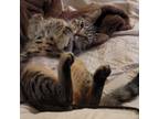 Adopt Snuggles - petite tabby girl a Domestic Short Hair