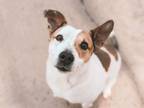 Adopt Alia a Australian Cattle Dog / Blue Heeler