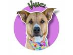 Adopt Vinci a Carolina Dog, Black Mouth Cur