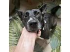 Adopt Harper a Collie