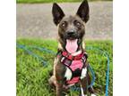 Adopt Evie a Australian Shepherd, Shepherd