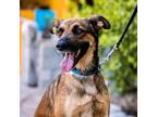 Adopt Chica a Catahoula Leopard Dog, Dutch Shepherd